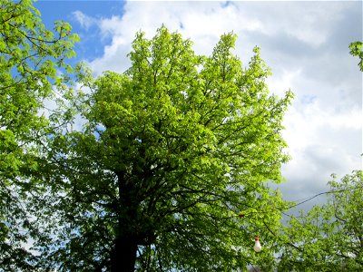 Gewöhnliche Rosskastanie  (Aesculus hippocastanum) im Biergarten der „Wilden Ente“ in Güdingen-Unner