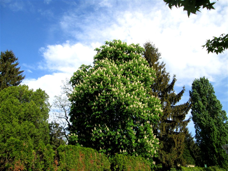 Blühende Rosskastanie (Aesculus hippocastanum) am Friedhof Hockenheim