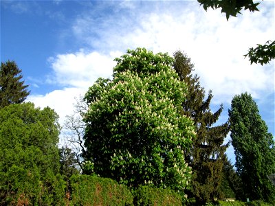 Blühende Rosskastanie (Aesculus hippocastanum) am Friedhof Hockenheim