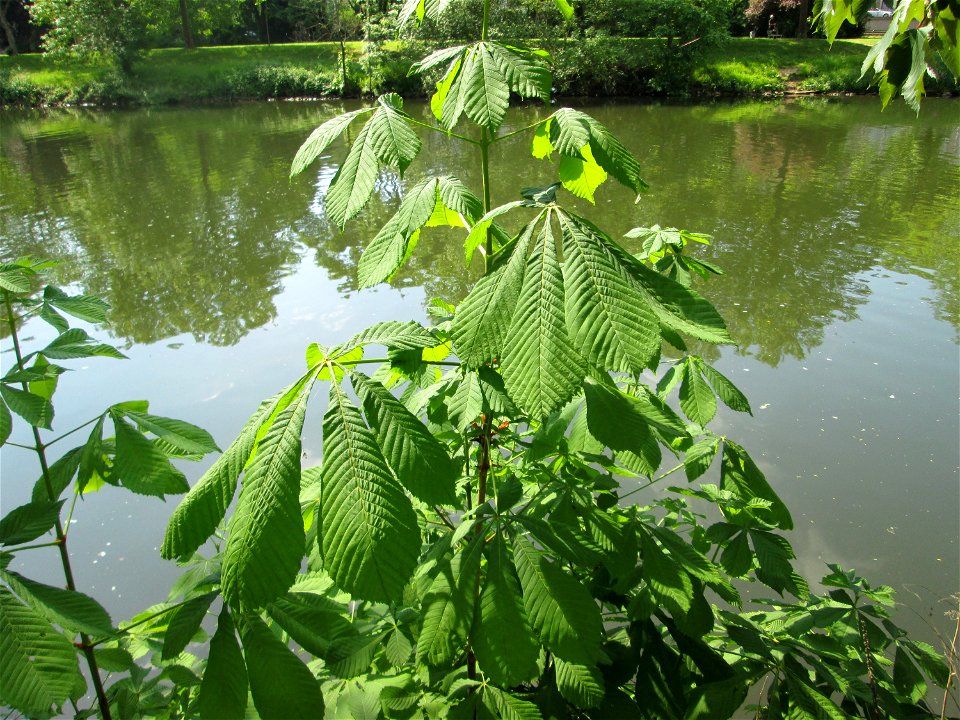 Ausgewilderte Rosskastanie (Aesculus hippocastanum) an der Saar in Saarbrücken