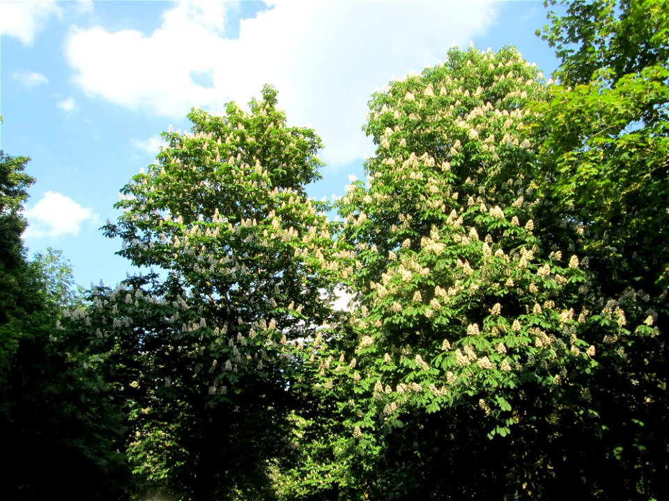 Blühende Rosskastanie (Aesculus hippocastanum) in Sankt Arnual