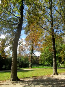 Nach dem trockenen Sommer frühzeitig herbstende Rosskastanien (Aesculus hippocastanum) im Schwetzinger Schlossgarten