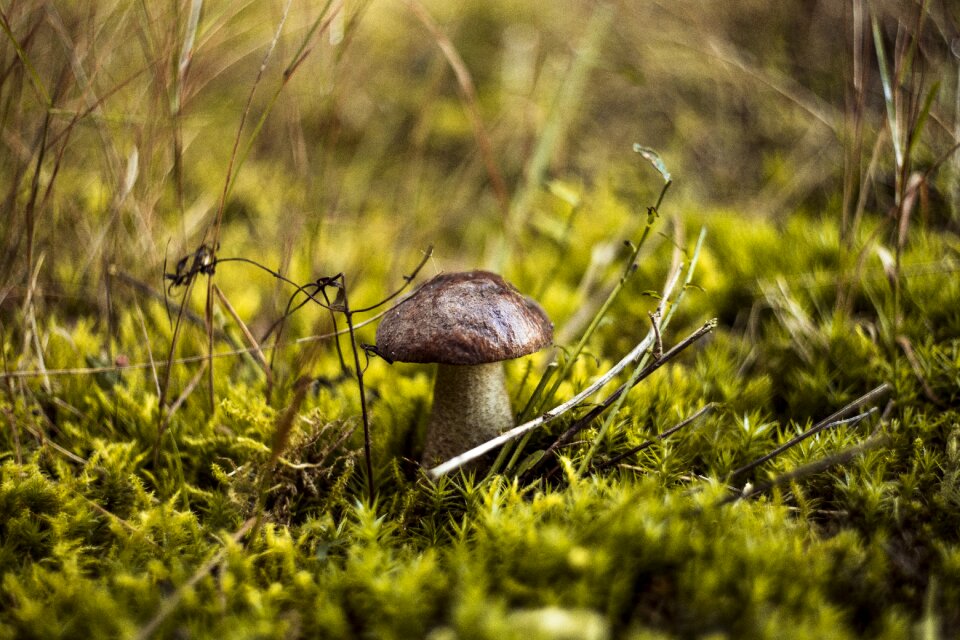 Autumn mushrooms red