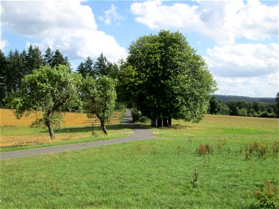 Rosskastanie (Aesculus hippocastanum) an der Kapelle südlich von Kennfus