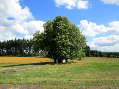 Rosskastanie (Aesculus hippocastanum) an der Kapelle südlich von Kennfus