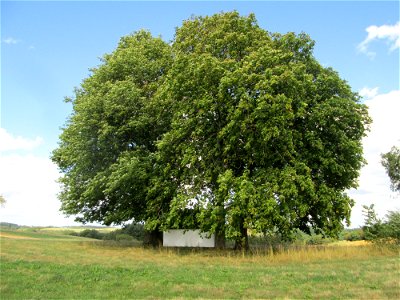 Alte Rosskastanien (Aesculus hippocastanum) an der Kapelle südlich von Kennfus