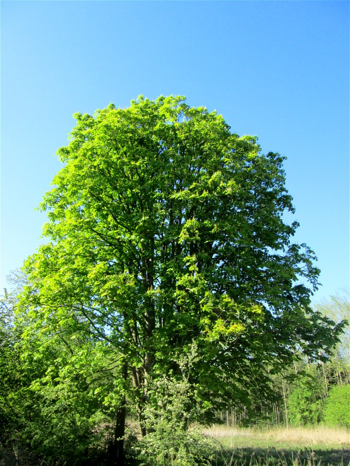Gewöhnliche Rosskastanie  (Aesculus hippocastanum) im Güdinger Allmet