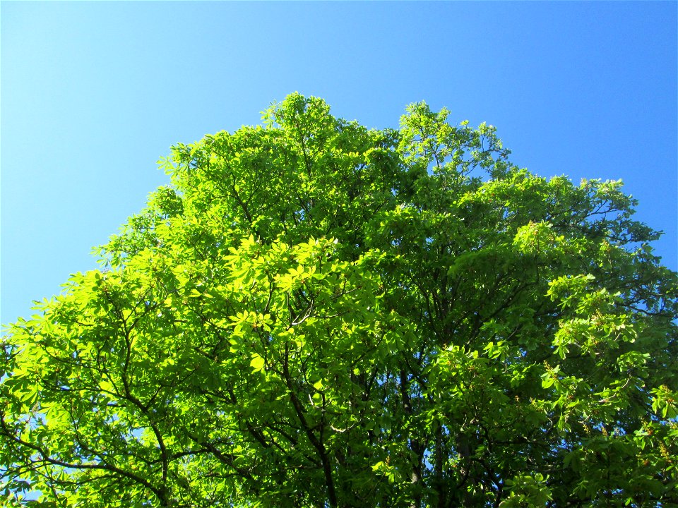 Gewöhnliche Rosskastanie  (Aesculus hippocastanum) im Güdinger Allmet