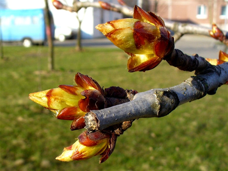 Почки каштана конского (Aesculus hippocastanum L.)