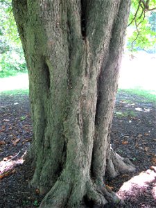 A picture of the trunk of Aesculus hippocastanum.