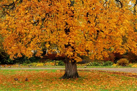 Swedish autumn