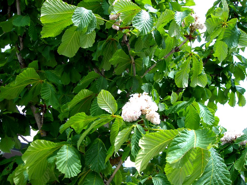 Aesculus hippocastanum 'Baumanii' Leaves and flowers