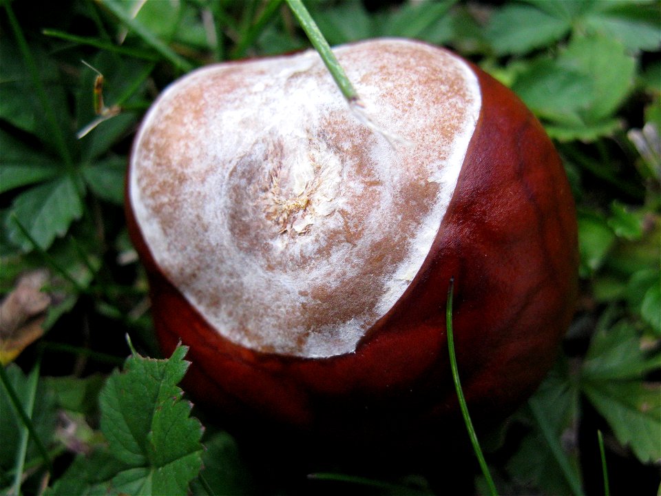 Horse-chestnut photo