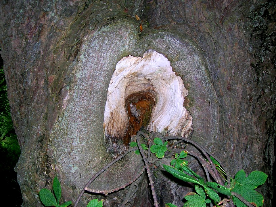 Branch hole in Horse Chestnut with callus growth, Dumfries House, East Ayrshire, Scotland.
