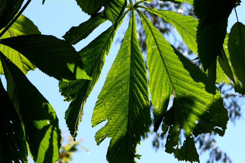 Horse chestnut leaves