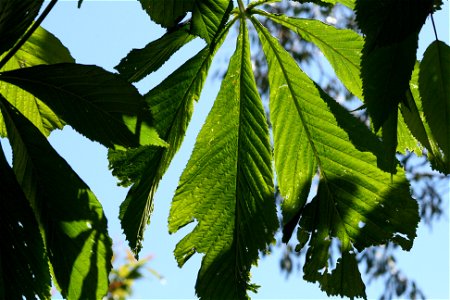 Horse chestnut leaves photo