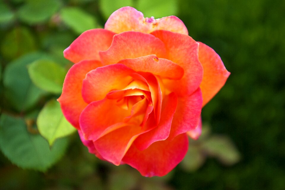 Nature bloom blossom