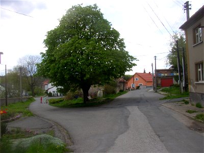 Jemníky, Kladno District, Czech Republic. Big horse chestnut tree in centre of the village as seen from the northeast. The low building in the left behind the tree houses local administration.