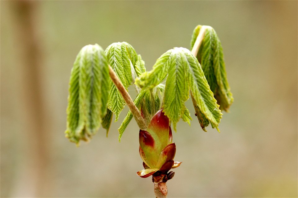 kastanienblatt im frühling