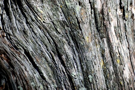 Bark tree texture