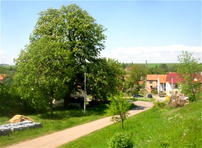 Kutrovice, Kladno District, Czech Republic. Huge horse-chestnut (Aesculus hippocastanum) behind fire-house in SE end of the village. The horse-chestnut tree is also featured in municipal coat of arms.
