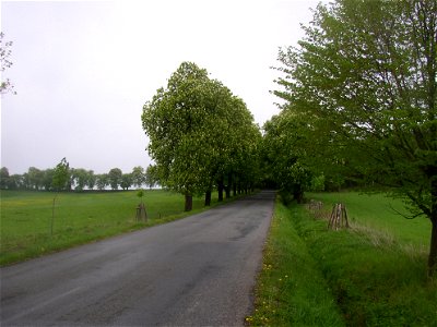 Ploskovská kaštanka (Ploskov Conker Avenue), a large avenue of about 400 horse-chestnut (Aesculus hippocastanum) and small-leaved lime (Tilia cordata) trees in vicinity of Lhota village, Kladno Distri photo