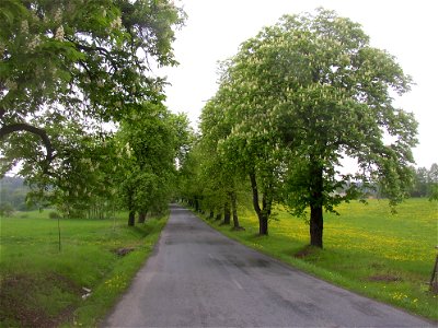 Ploskovská kaštanka (Ploskov Conker Avenue), a large avenue of about 400 horse-chestnut (Aesculus hippocastanum) and small-leaved lime (Tilia cordata) trees in vicinity of Lhota village, Kladno Distri