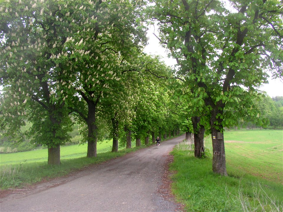 Ploskovská kaštanka (Ploskov Conker Avenue), a large avenue of about 400 horse-chestnut (Aesculus hippocastanum) and small-leaved lime (Tilia cordata) trees in vicinity of Lhota village, Kladno Distri