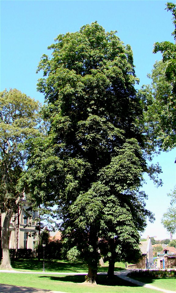 Horse-chestnut tree (Aesculus hippocastanum). photo