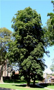 Horse-chestnut tree (Aesculus hippocastanum).