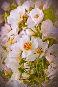Romantic fragrant beautiful