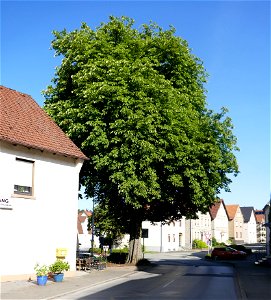 Rosskastanie vor dem Kastanienkrug in Oerlinghausen (Naturdenkmal) photo