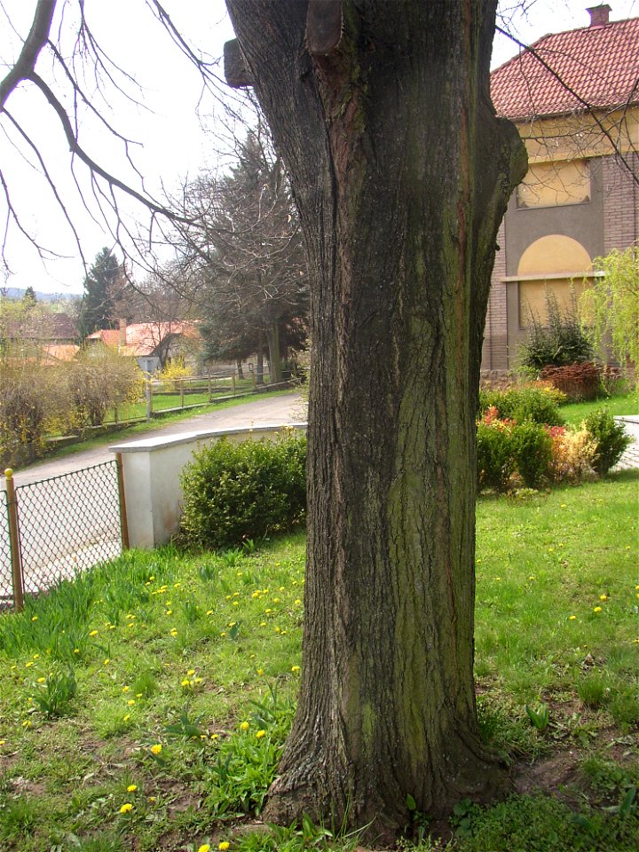 Jírovec u rybníka, protected example of Horse-chestnut (Aesculus hippocastanum) in village of Pnětluky, Louny District, Ústí nad Labem Region, Czech Republic.