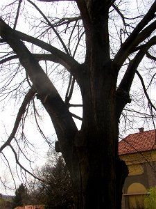 Jírovec u rybníka, protected example of Horse-chestnut (Aesculus hippocastanum) in village of Pnětluky, Louny District, Ústí nad Labem Region, Czech Republic.