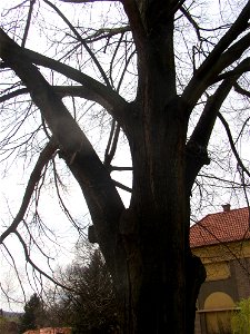 Jírovec u rybníka, protected example of Horse-chestnut (Aesculus hippocastanum) in village of Pnětluky, Louny District, Ústí nad Labem Region, Czech Republic. photo