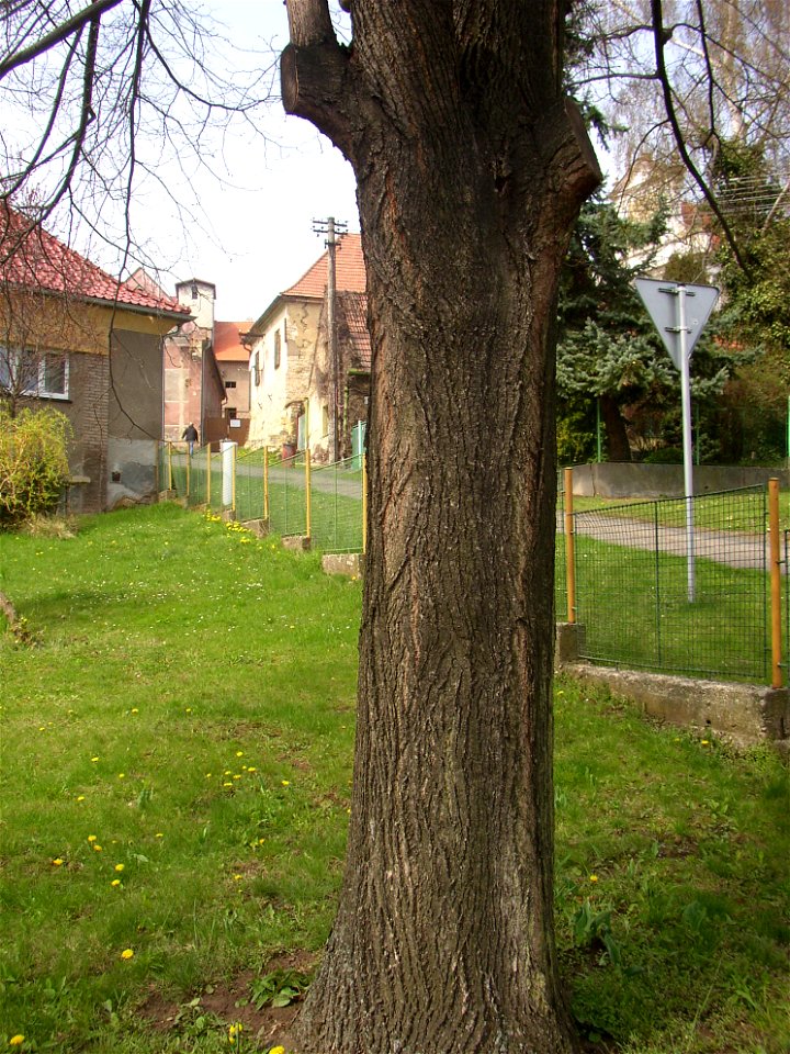 Jírovec u rybníka, protected example of Horse-chestnut (Aesculus hippocastanum) in village of Pnětluky, Louny District, Ústí nad Labem Region, Czech Republic.