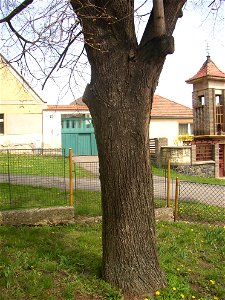 Jírovec u rybníka, protected example of Horse-chestnut (Aesculus hippocastanum) in village of Pnětluky, Louny District, Ústí nad Labem Region, Czech Republic.