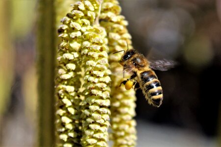 Bloom hazel pollen