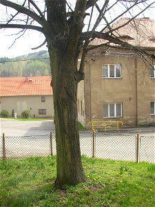 Jírovec u rybníka, protected example of Horse-chestnut (Aesculus hippocastanum) in village of Pnětluky, Louny District, Ústí nad Labem Region, Czech Republic. photo