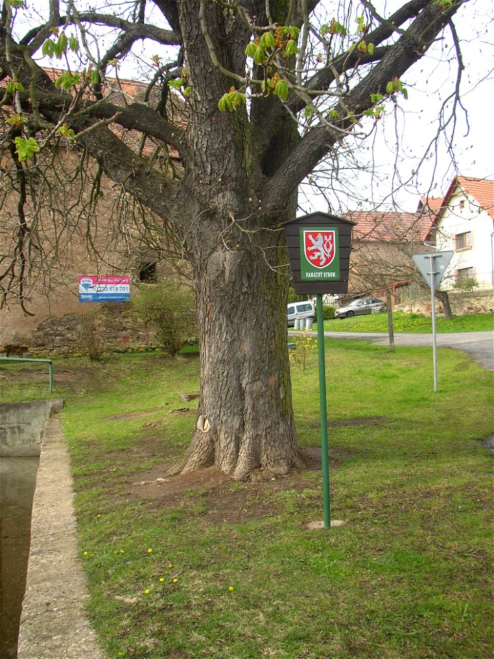 Jírovec u rybníka, protected example of Horse-chestnut (Aesculus hippocastanum) in village of Pnětluky, Louny District, Ústí nad Labem Region, Czech Republic.