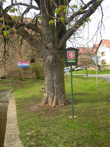 Jírovec u rybníka, protected example of Horse-chestnut (Aesculus hippocastanum) in village of Pnětluky, Louny District, Ústí nad Labem Region, Czech Republic. photo