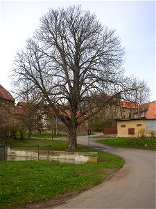 Jírovec u rybníka, protected example of Horse-chestnut (Aesculus hippocastanum) in village of Pnětluky, Louny District, Ústí nad Labem Region, Czech Republic.