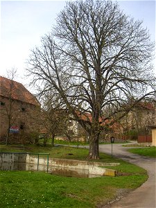 Jírovec u rybníka, protected example of Horse-chestnut (Aesculus hippocastanum) in village of Pnětluky, Louny District, Ústí nad Labem Region, Czech Republic.