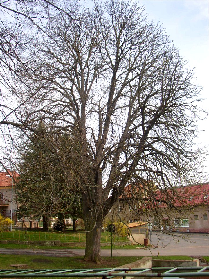 Jírovec u rybníka, protected example of Horse-chestnut (Aesculus hippocastanum) in village of Pnětluky, Louny District, Ústí nad Labem Region, Czech Republic.
