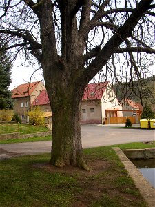 Jírovec u rybníka, protected example of Horse-chestnut (Aesculus hippocastanum) in village of Pnětluky, Louny District, Ústí nad Labem Region, Czech Republic. photo