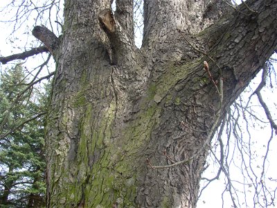 Jírovec u rybníka, protected example of Horse-chestnut (Aesculus hippocastanum) in village of Pnětluky, Louny District, Ústí nad Labem Region, Czech Republic. photo