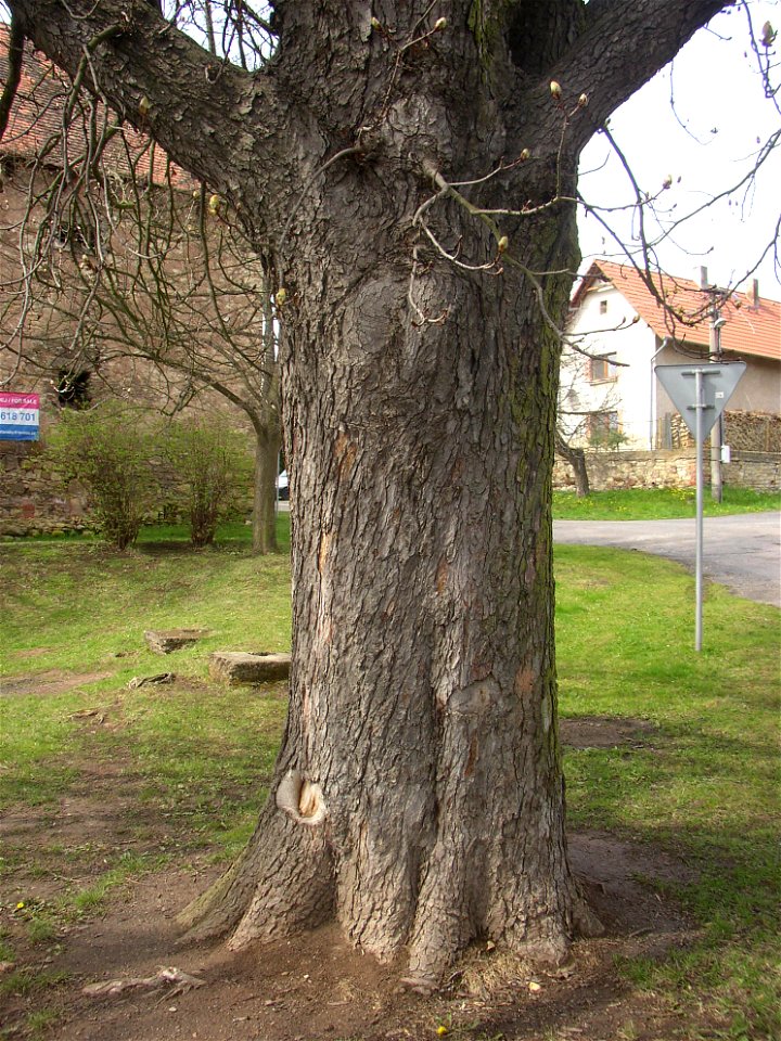 Jírovec u rybníka, protected example of Horse-chestnut (Aesculus hippocastanum) in village of Pnětluky, Louny District, Ústí nad Labem Region, Czech Republic.