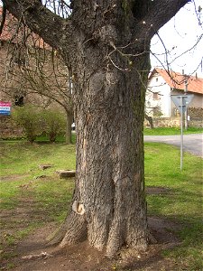 Jírovec u rybníka, protected example of Horse-chestnut (Aesculus hippocastanum) in village of Pnětluky, Louny District, Ústí nad Labem Region, Czech Republic.