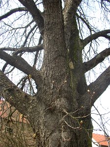 Jírovec u rybníka, protected example of Horse-chestnut (Aesculus hippocastanum) in village of Pnětluky, Louny District, Ústí nad Labem Region, Czech Republic. photo