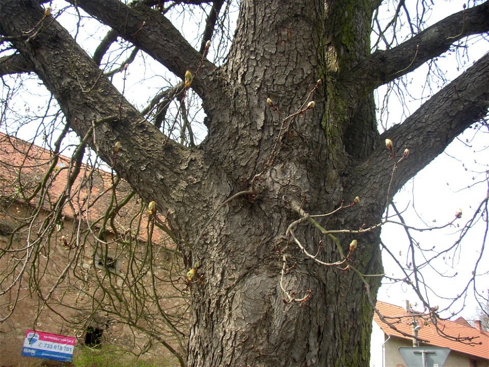 Jírovec u rybníka, protected example of Horse-chestnut (Aesculus hippocastanum) in village of Pnětluky, Louny District, Ústí nad Labem Region, Czech Republic.